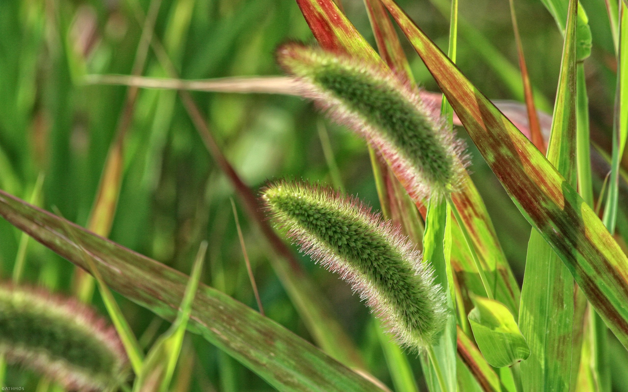 Fonds d'cran Nature Herbes Douceur vgtale