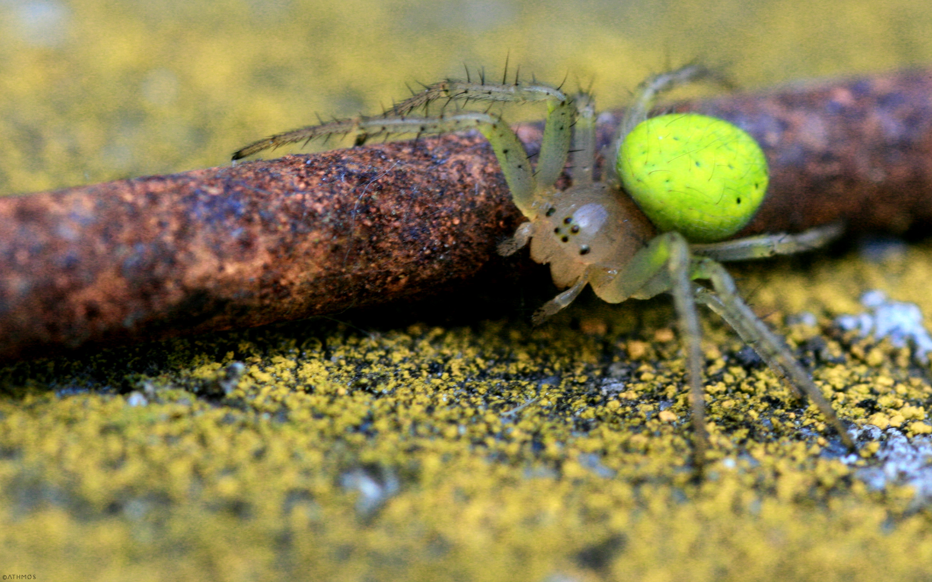 Fonds d'cran Animaux Araignes Boule verte  8 pattes