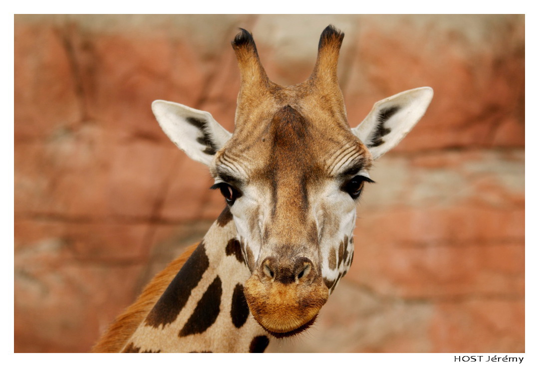 Fonds d'cran Animaux Girafes Portrait de Girafe . 3