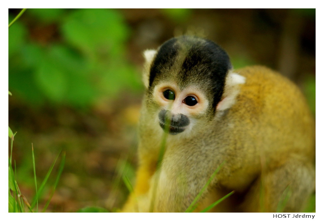 Wallpapers Animals Monkeys Portrait de Singe . 1