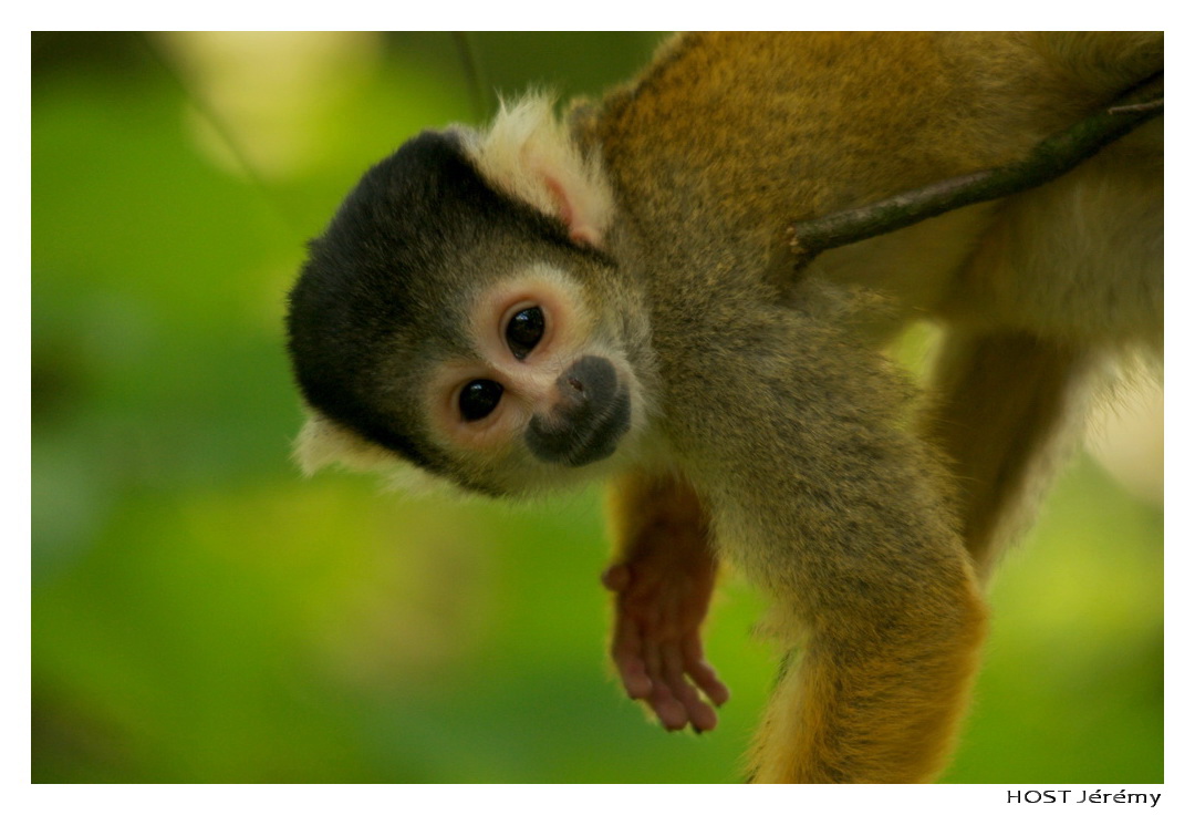 Wallpapers Animals Monkeys Portrait de Singe . 2