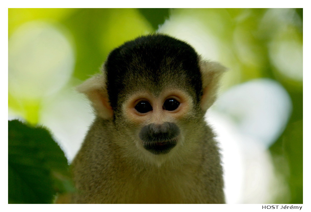 Fonds d'cran Animaux Singes Portrait de Singe . 3