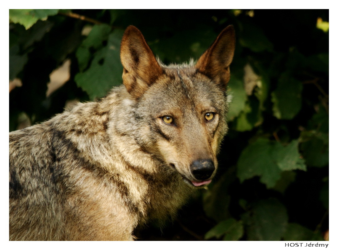 Wallpapers Animals Wolves Portrait de Loup . 4