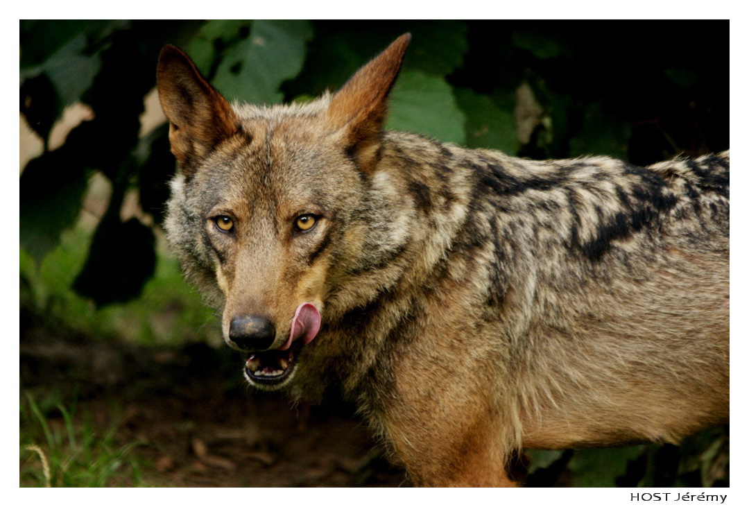 Fonds d'cran Animaux Loups Portrait de Loup . 5