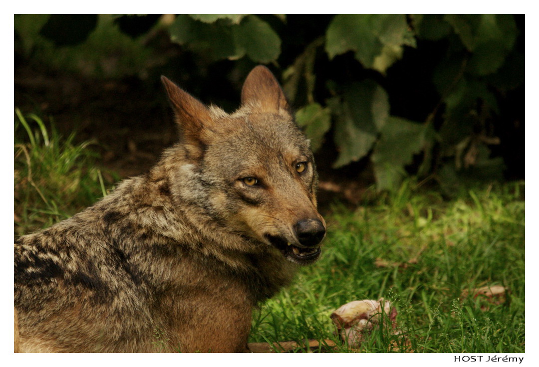 Fonds d'cran Animaux Loups Portrait de Loup . 6