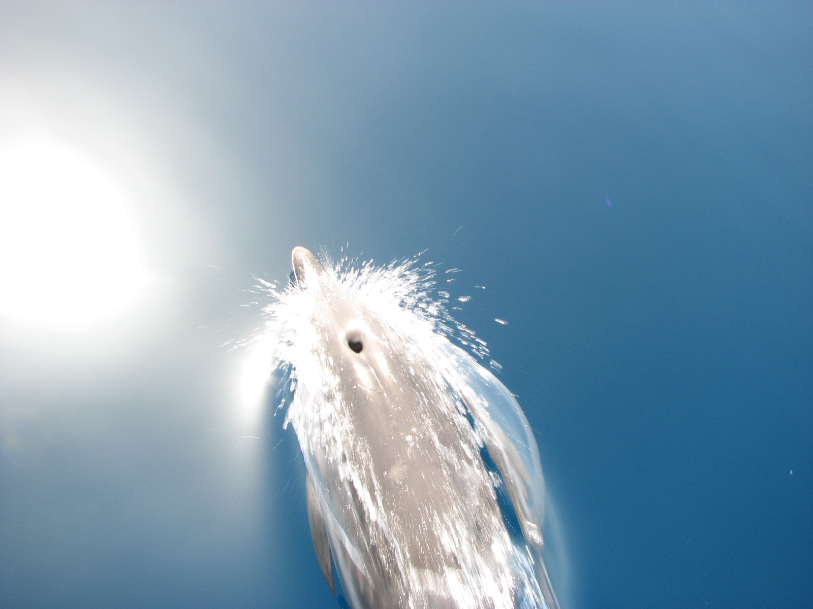 Fonds d'cran Animaux Vie marine - Dauphins Dauphin en libert !