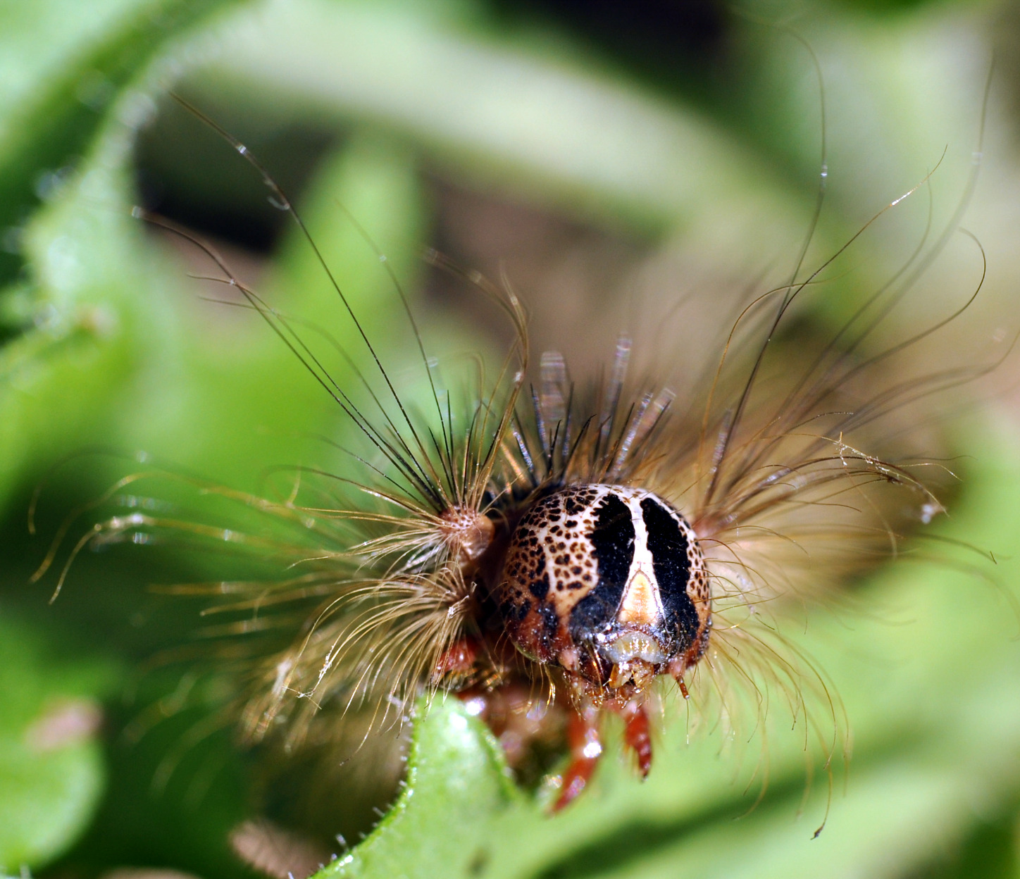 Fonds d'cran Animaux Insectes - Chenilles chenille...