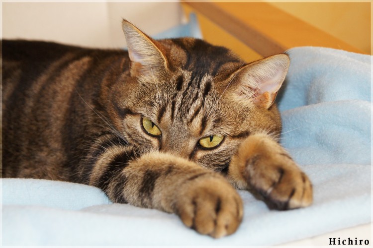 Fonds d'cran Animaux Chats - Chatons Le repos de la tigresse