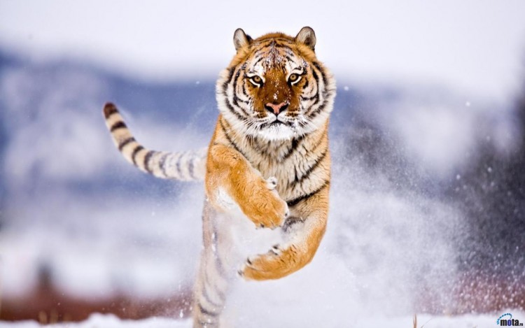 Wallpapers Animals Felines - Tigers Tigres