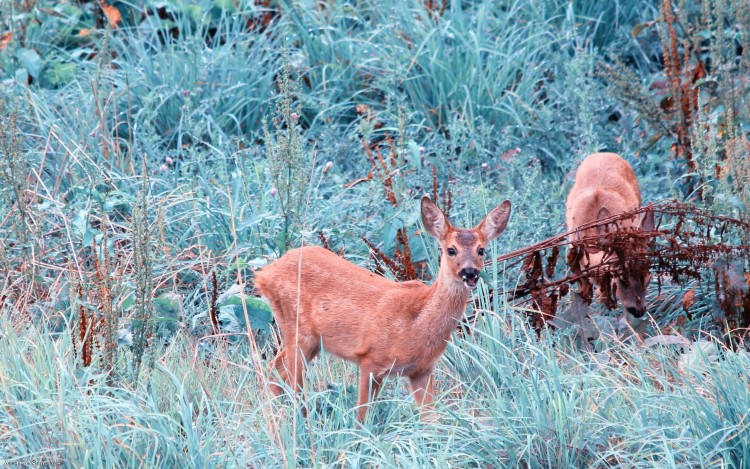 Fonds d'cran Animaux Cervids Curieuse au fond du jardin