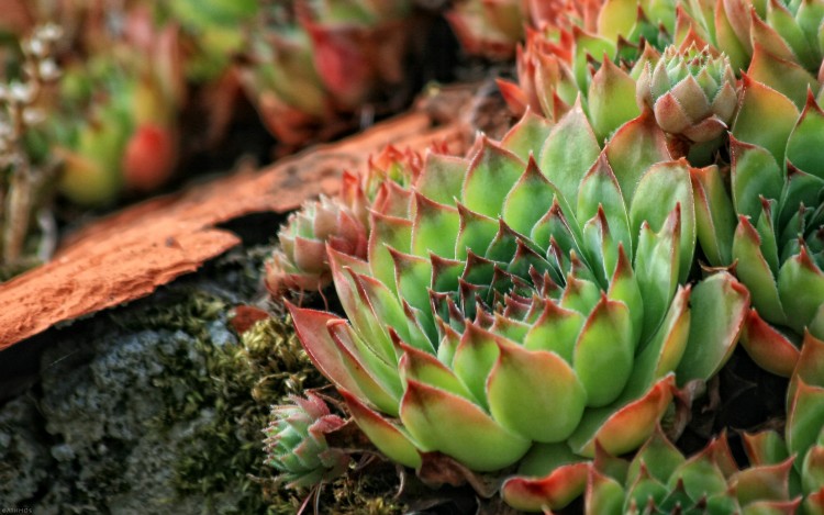 Wallpapers Nature Succulents Piquantes !