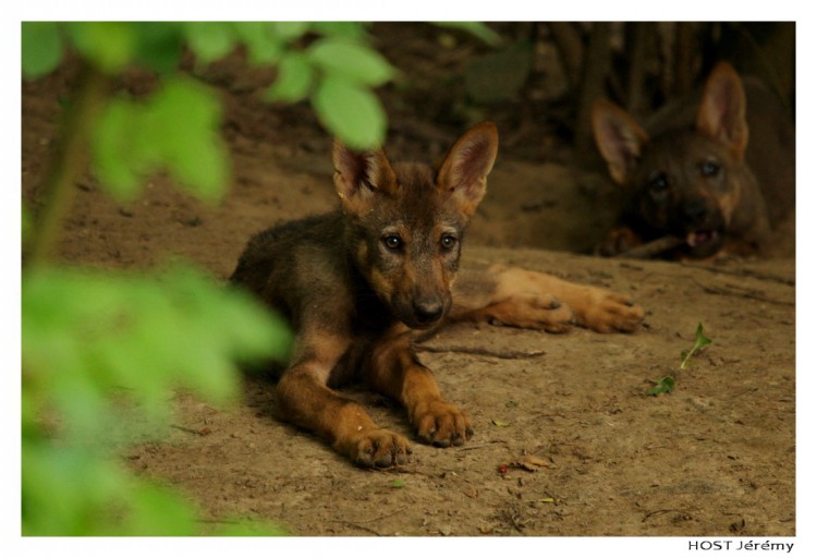 Wallpapers Animals Wolves Jeune Loup . 2