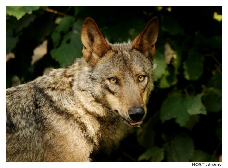 Wallpapers Animals Wolves Portrait de Loup . 4