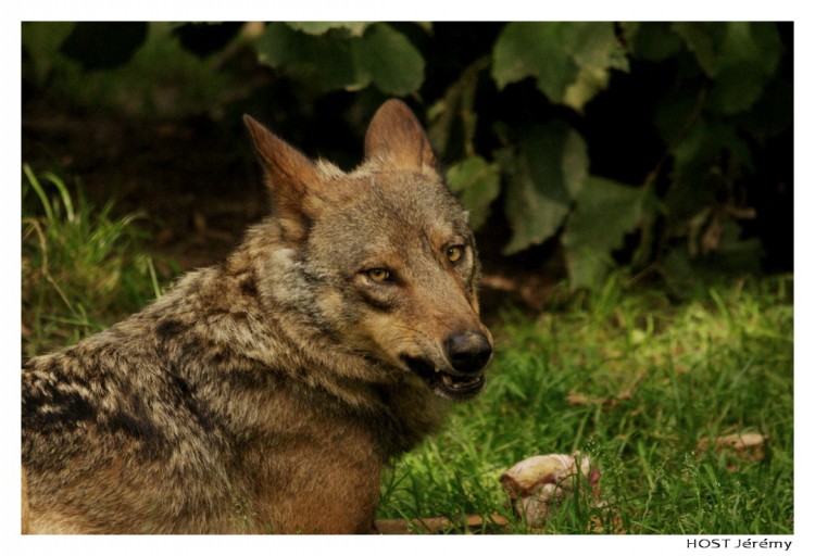 Fonds d'cran Animaux Loups Portrait de Loup . 6