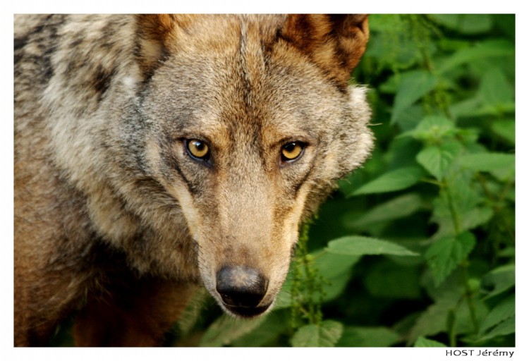 Wallpapers Animals Wolves Portrait de Loup . 7