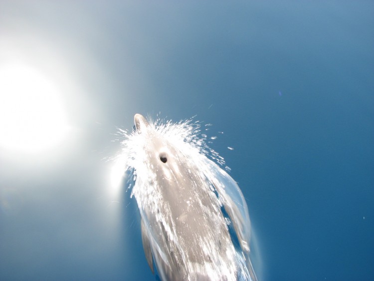 Fonds d'cran Animaux Vie marine - Dauphins Dauphin en libert !