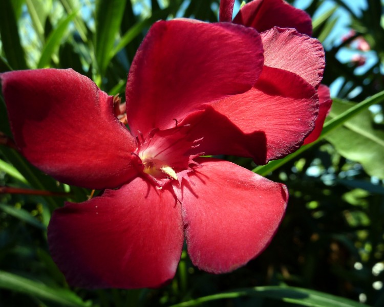 Wallpapers Nature Flowers LAURIER ROSE A FLEUR ROUGE...