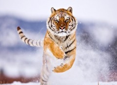 Wallpapers Animals Tigres