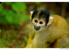 Wallpapers Animals Portrait de Singe . 1