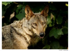 Fonds d'cran Animaux Portrait de Loup . 4