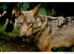 Fonds d'cran Animaux Portrait de Loup . 5