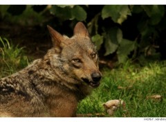 Fonds d'cran Animaux Portrait de Loup . 6