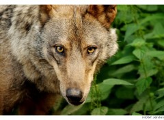 Fonds d'cran Animaux Portrait de Loup . 7