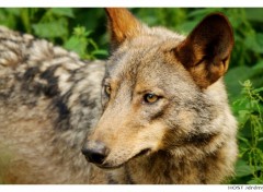 Wallpapers Animals Portrait de Loup . 8