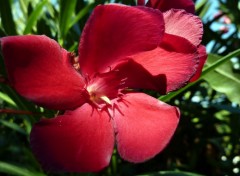 Fonds d'cran Nature LAURIER ROSE A FLEUR ROUGE...