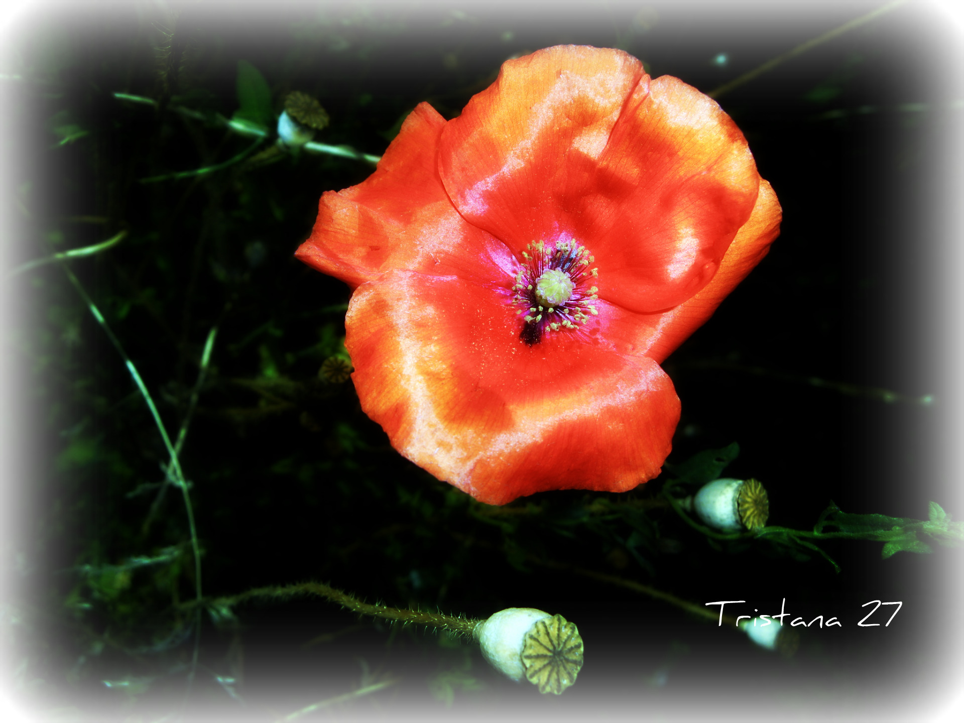 Fonds d'cran Nature Fleurs Coquelicot