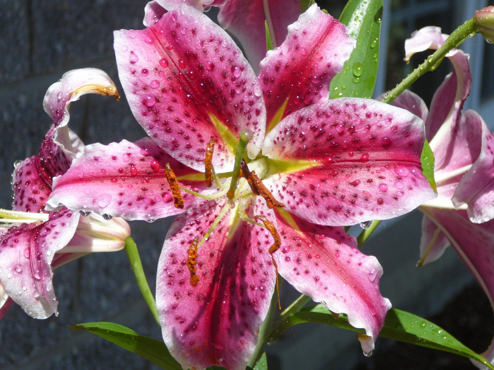 Wallpapers Nature Flowers mrochale. Qubec. Jardin.