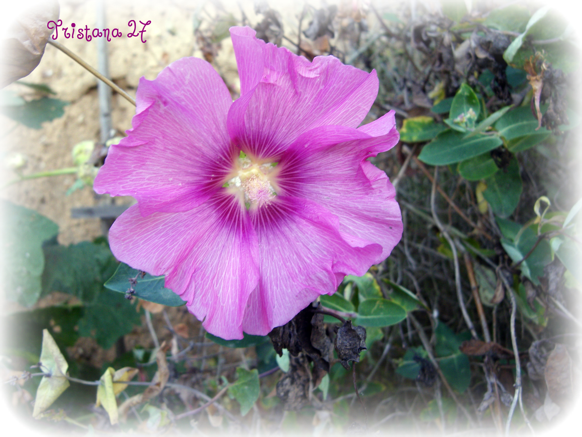 Fonds d'cran Nature Fleurs 