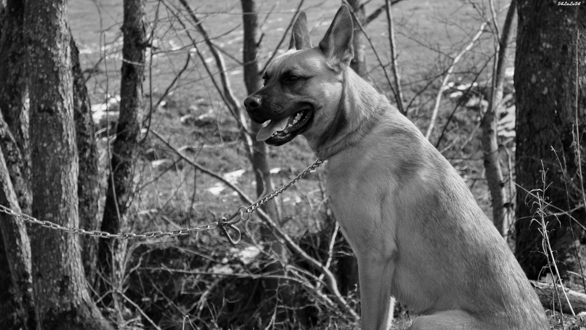 Wallpapers Animals Dogs MALINOIS