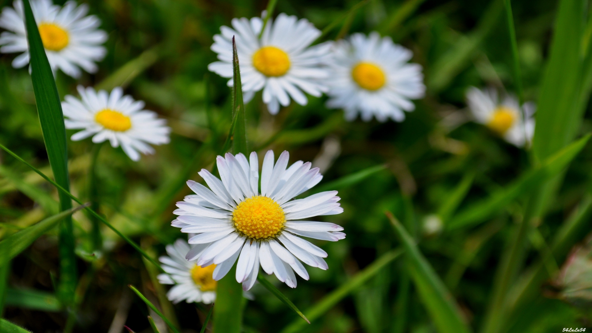 Fonds d'cran Nature Fleurs 