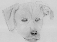 Wallpapers Art - Pencil Hundchen