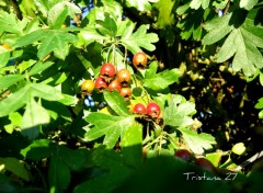 Fonds d'cran Nature Haie sauvage