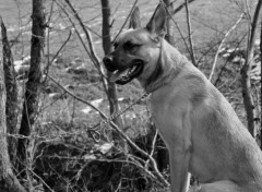 Wallpapers Animals MALINOIS