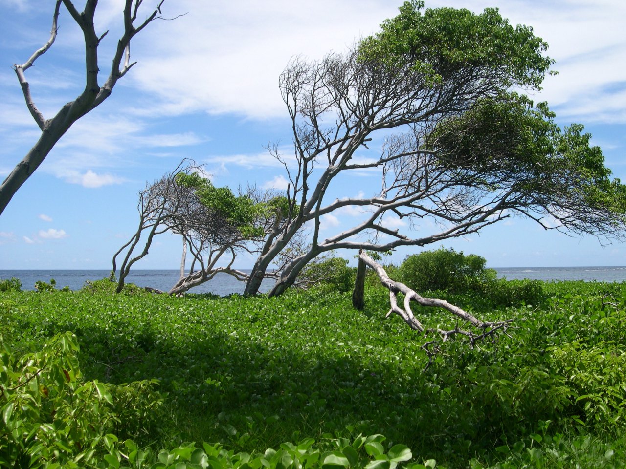 Fonds d'cran Nature Arbres - Forts Martinique,sud