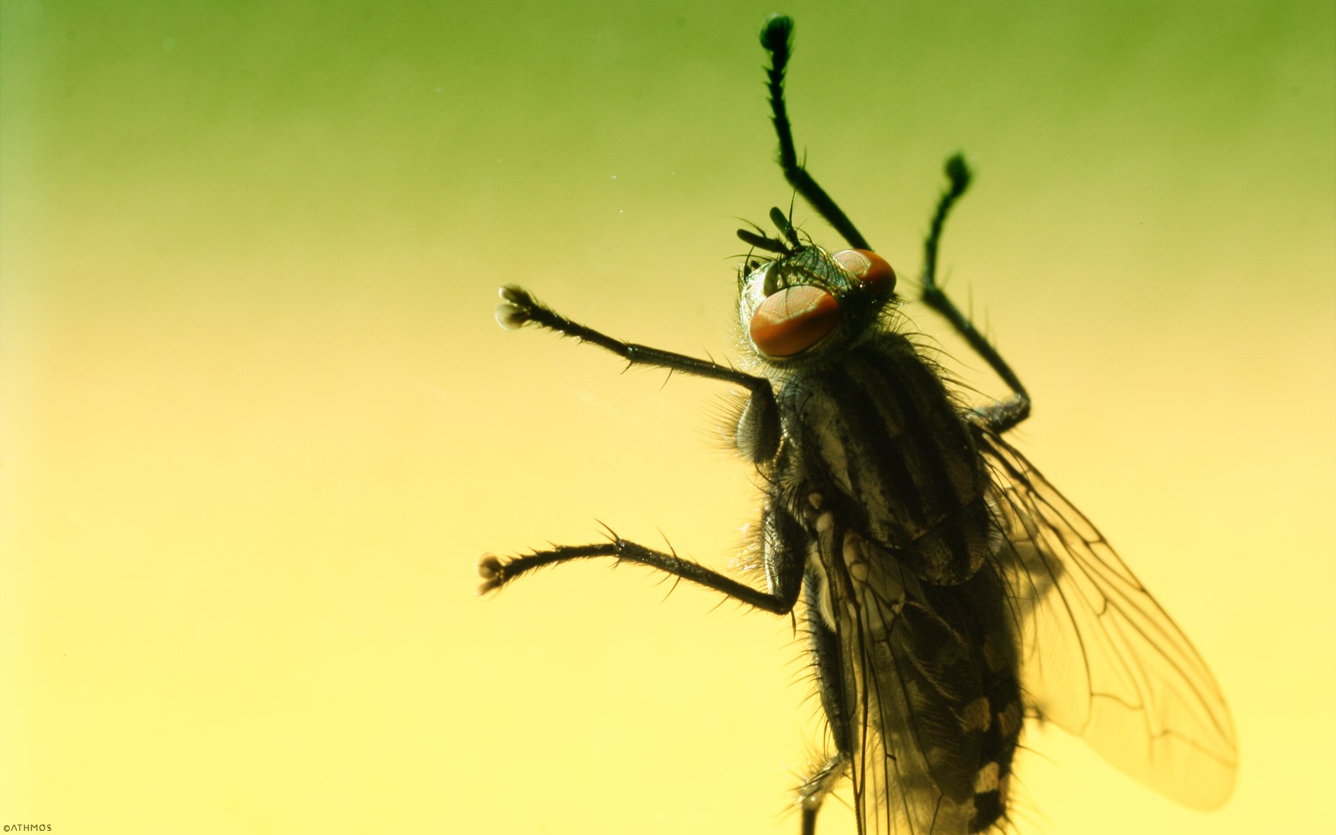 Wallpapers Animals Insects - Flies Mouche !