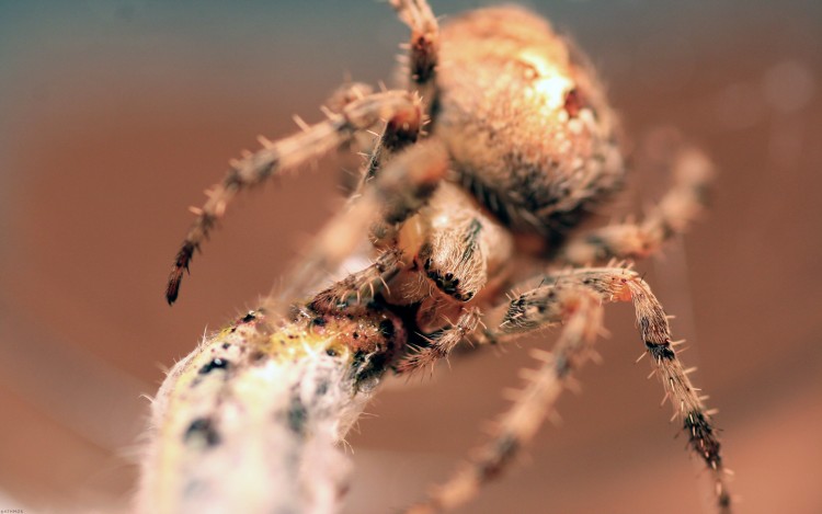 Fonds d'cran Animaux Araignes En pleine dgustation de chenille