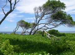 Fonds d'cran Nature Martinique,sud