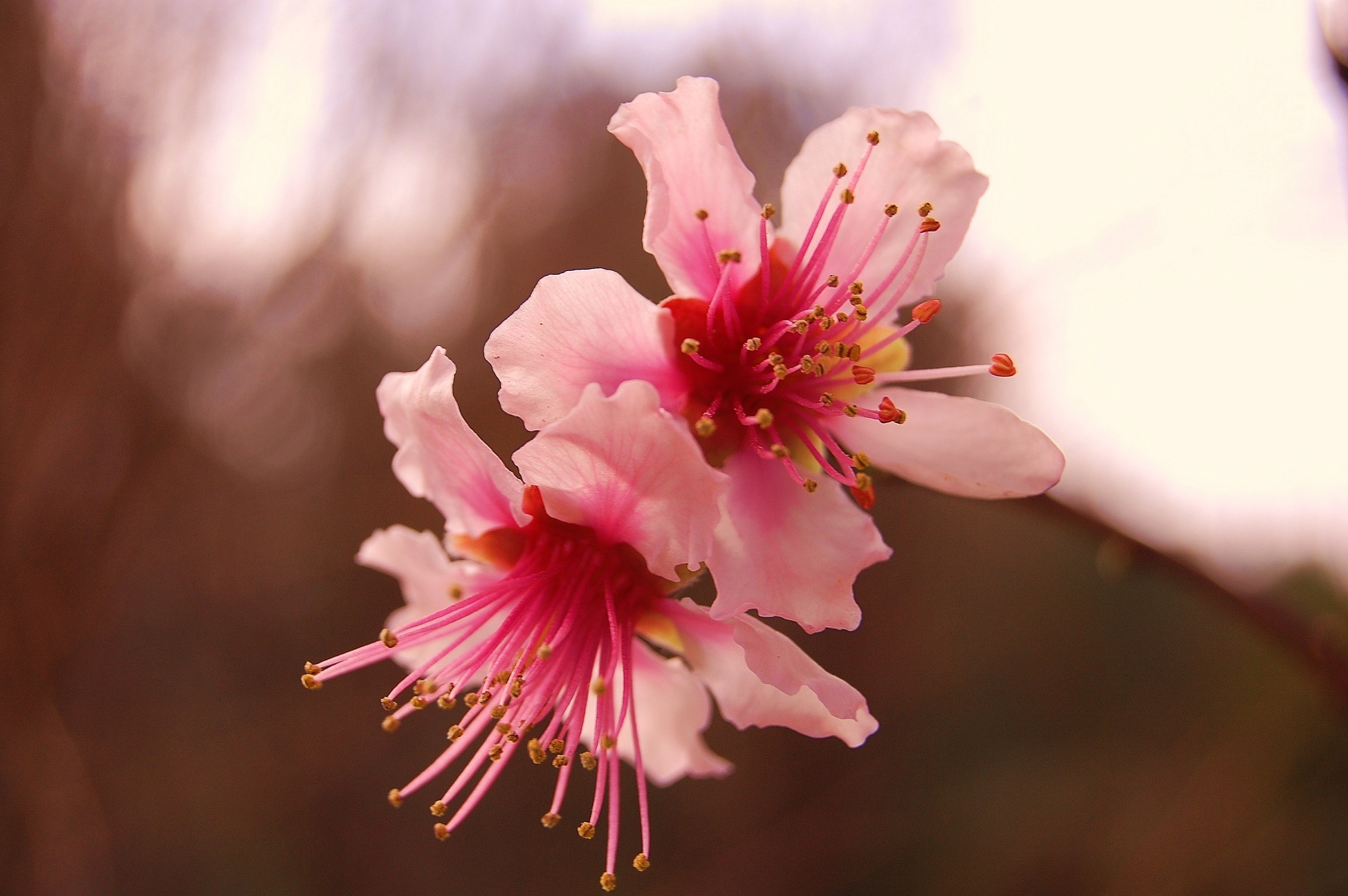 Fonds d'cran Nature Fleurs 