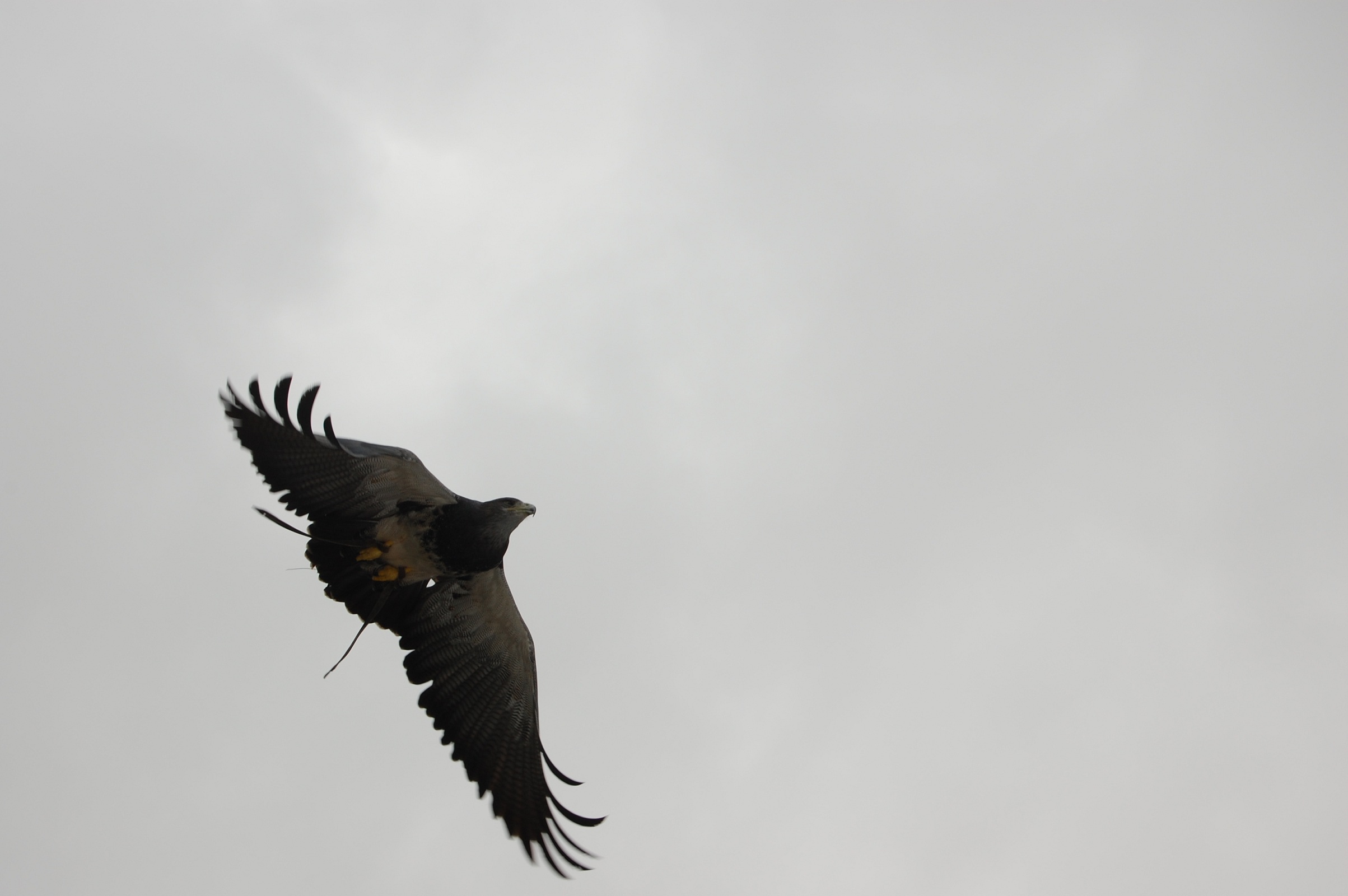 Fonds d'cran Animaux Oiseaux - Faucons 