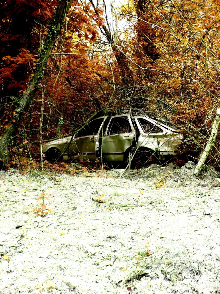 Fonds d'cran Nature Arbres - Forts Progression n2