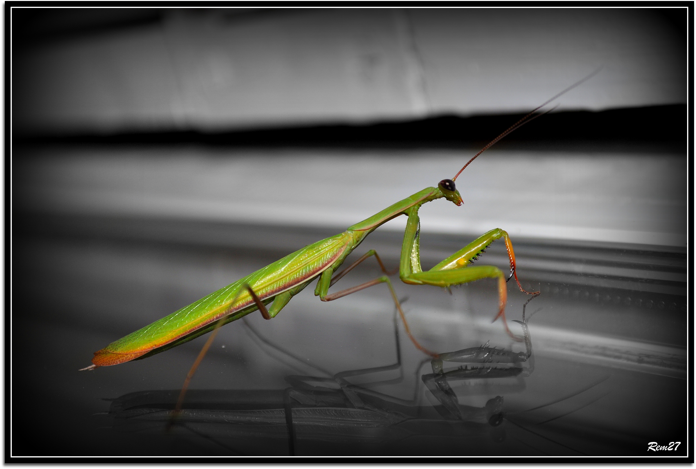 Wallpapers Animals Insects - Mantis mante religieuse