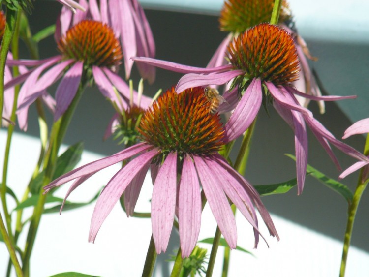 Fonds d'cran Nature Fleurs Jolie Abeille Sur Fleur Rose.