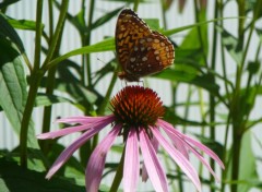 Fonds d'cran Nature Jolie Papillon Orange Sur Jolie Fleur Rose.