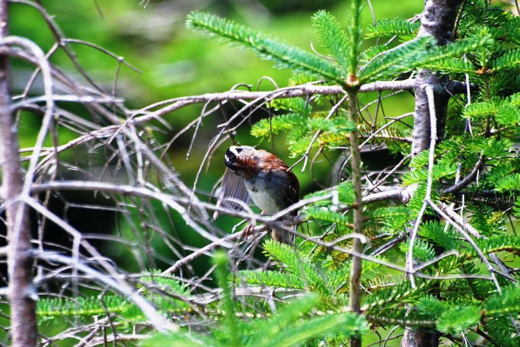 Wallpapers Animals Birds - Sparrows 