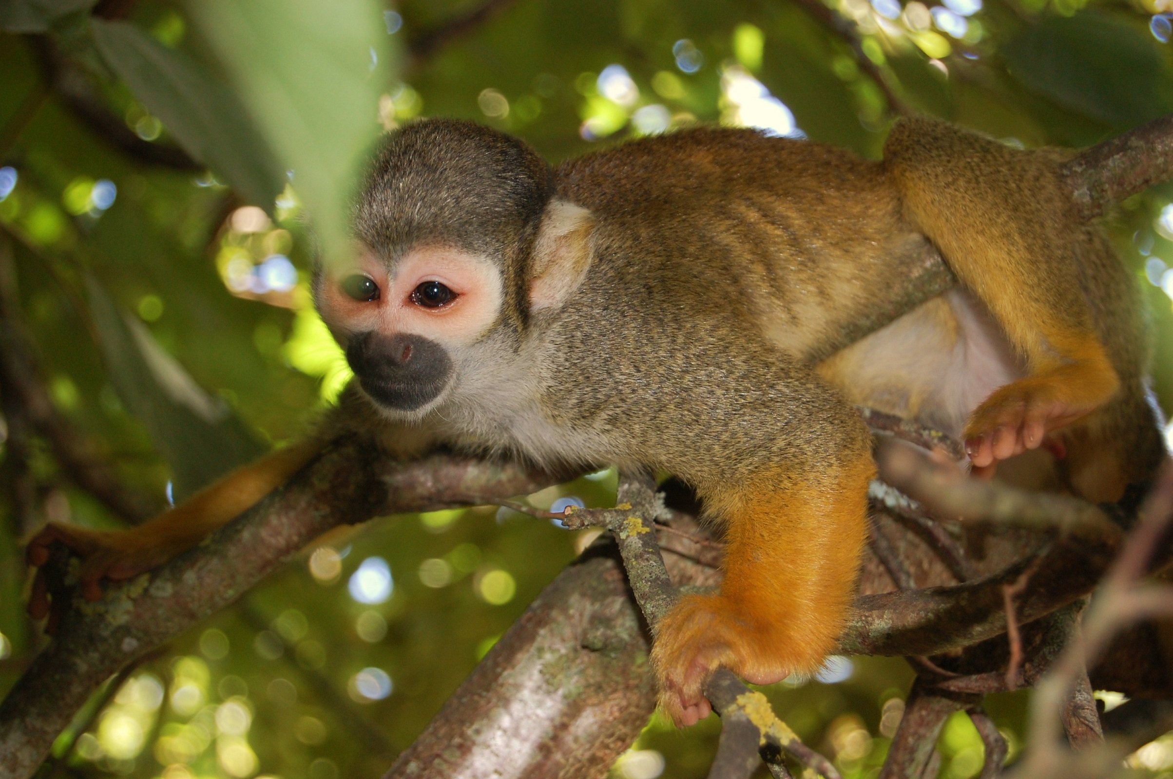 Fonds d'cran Animaux Singes 