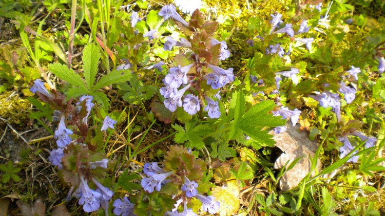 Fonds d'cran Nature Fleurs Fleurs (blotte odorante)